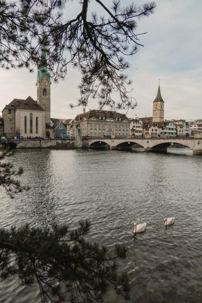 Zurich skyline with church towers and bridge over the Limmat River, framed by pine branches and swans
