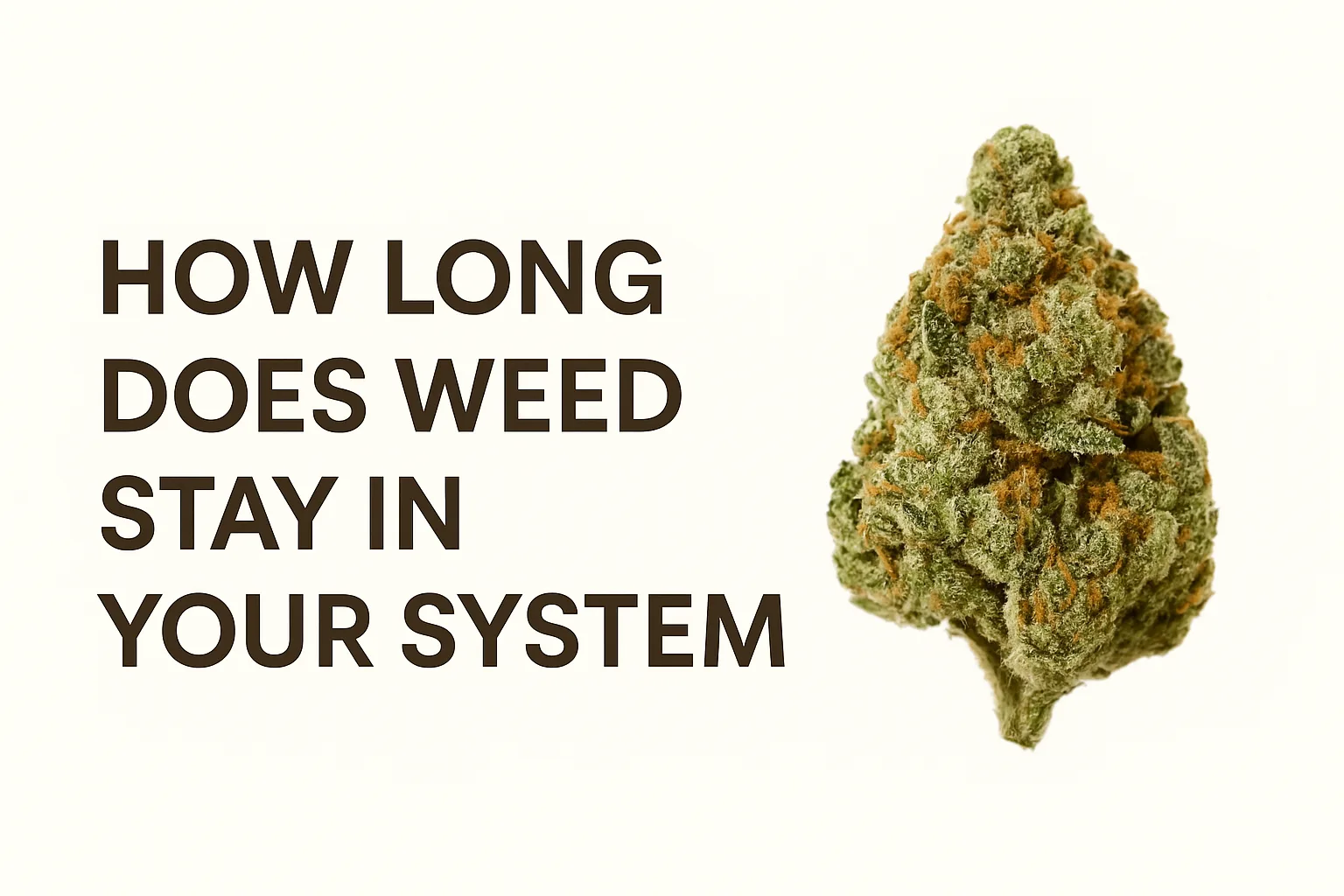 How Long Does Marijuana Stay in Your System | THE BALANCE